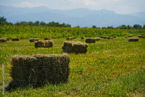 The stack. A field with collected haystacks and straw.