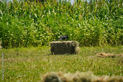 The stack. A field with collected haystacks and straw.