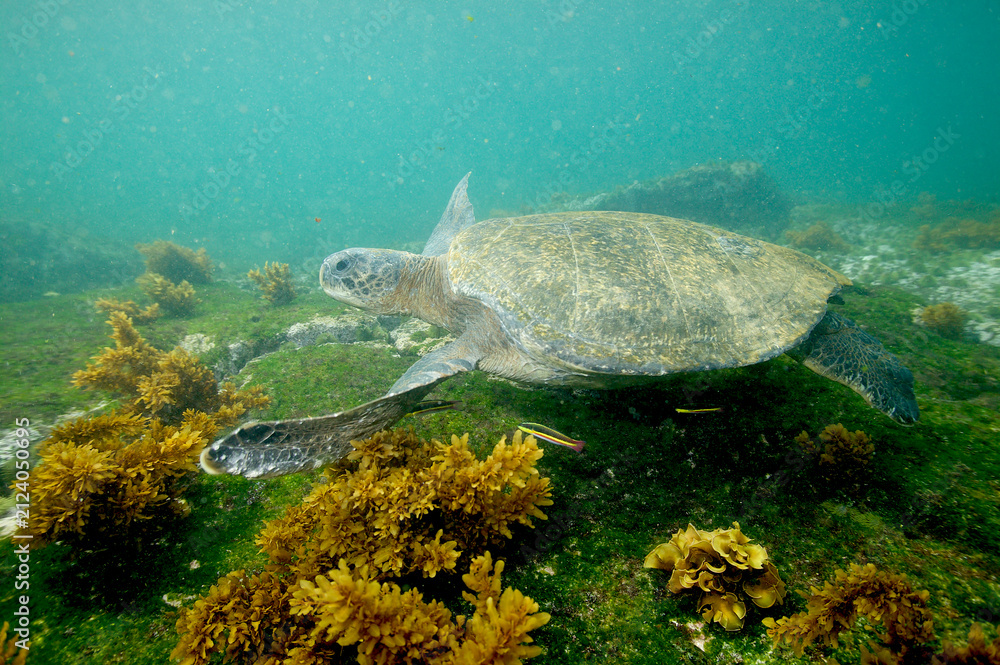 Obraz premium Green sea turtle underwater near the Galapagos Islands