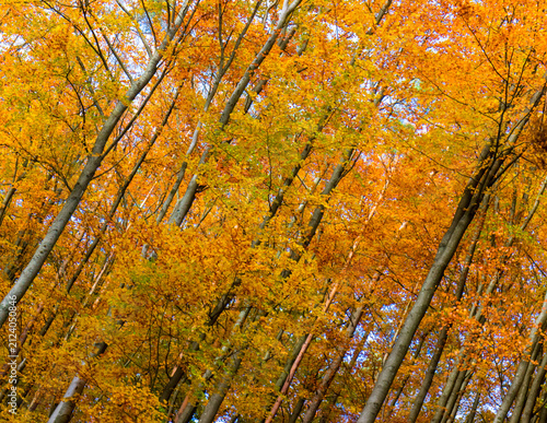Autumn trees as a natural background.