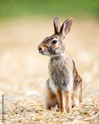 Close-Up Portrait of an Eastern Cottontail Rabbit