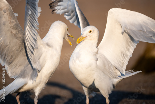 Quadro su tela Two American Herring Gulls Displaying with Wings Raised