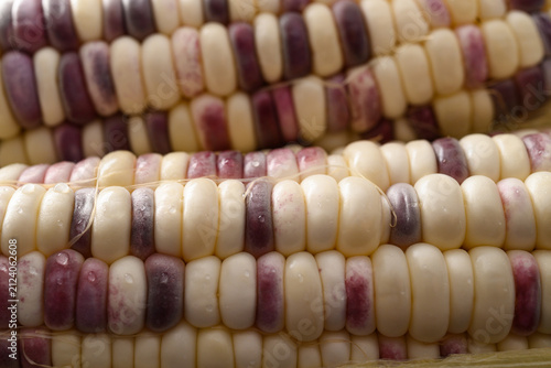 Close-up texture of purple and white bicolor waxy corn