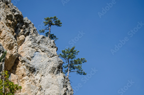 Foto Steep limestone cliff with windswept pine trees growing on rocky slopes against a bright blue sky