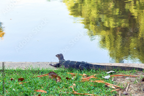 A large black water monitor lizard crawling along a concrete waterfront bank with fallen leaves in the foreground.