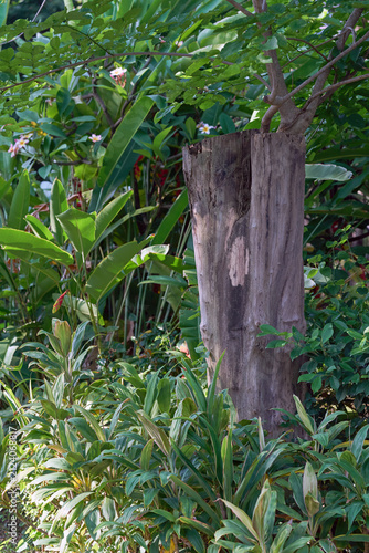 A rustic weathered wooden log or post standing upright inside a dense green tropical garden filled with lush shrubs and plants.