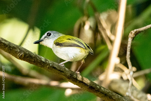 small bird