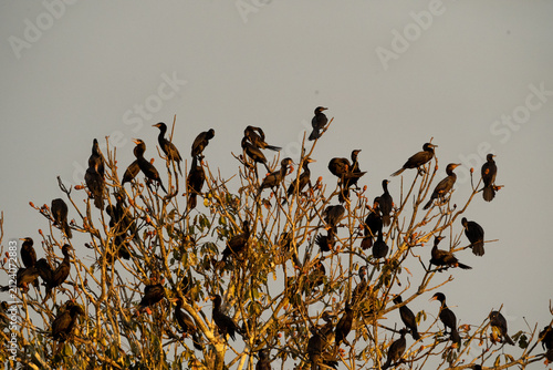 Neotropic Cormorant tree