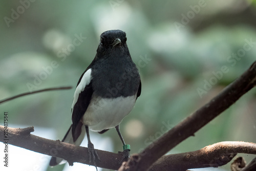 Konstfotografi Oriental magpie robin perched on a tree