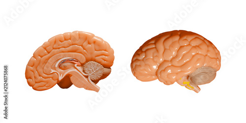Konstfotografi Plastic human brain cross section model isolated PNG on transparent background,