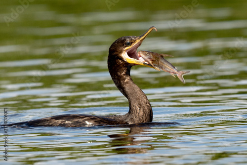 Neotropic Cormorant