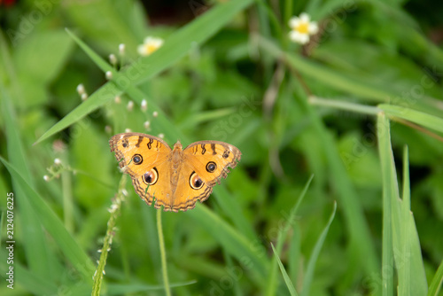 Peacock pansy butterfly perched on green stem with wings open