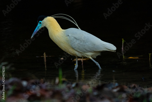great white heron