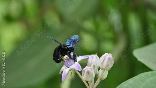 A black carpenter bee collecting pollen from a purple crown flower. A striking black carpenter bee with vibrant blue-green iridescent wings. 