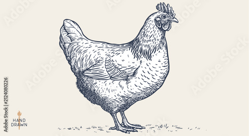 Chicken, hen, sketch. Vintage retro print, chicken, hen sketch ink pencil style drawing, engrave old school. Sketch artwork silhouette chicken, hen isolated on white background. Vector Illustration