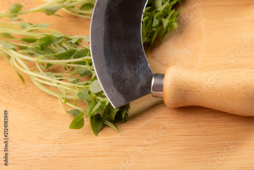 Фотография Fresh homegrown basil on a cutting board and a roundet knife as close up, fresh prepareing healthy food