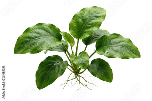 Fresh green aquatic plant with broad leaves and visible roots