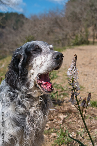 funny pic of a male English Setter dog yawning or singing using a flower as a microphone 
