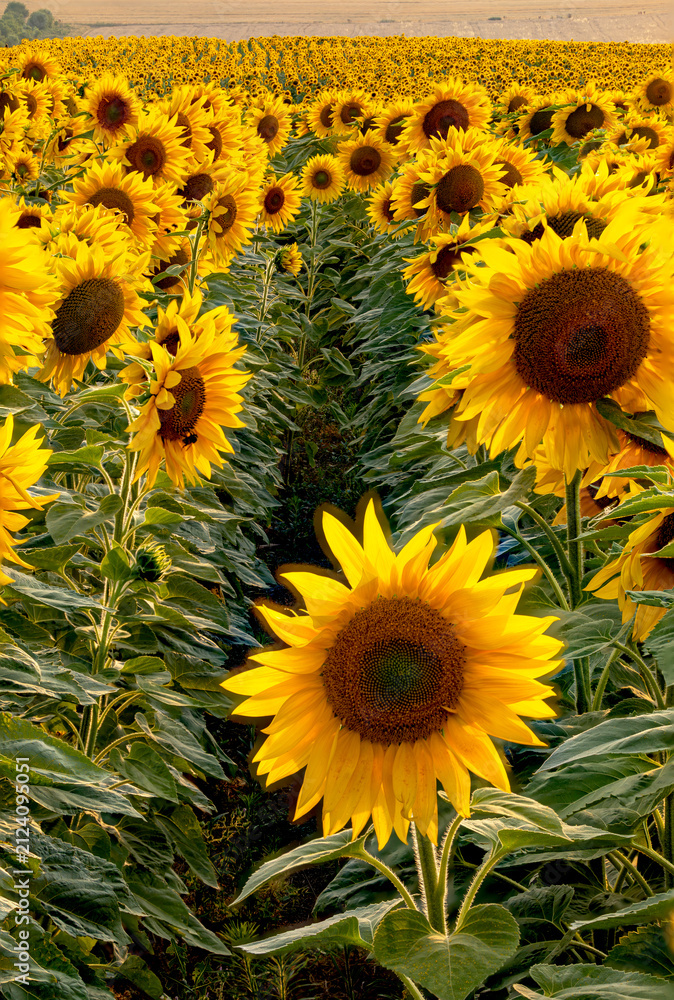 Fototapeta premium Vast blooming sunflower field under bright sky in countryside landscape