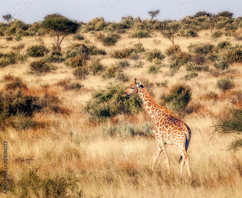 Photography Giraffe