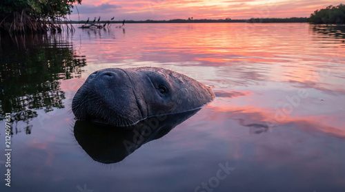 Manatee Surfaces in Calm Water During Vibrant Sunset Over Mangrove Forest