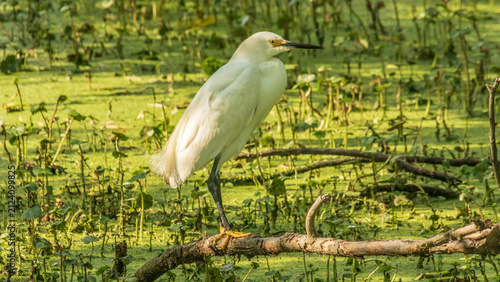 Obraz na płótnie Snowy Egret in a green marshy pond