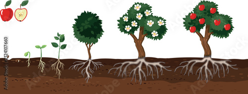 Life cycle of apple tree (Malus domestica). Stages of growth from seed and sprout to adult plant with ripe red fruits and root system