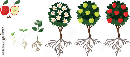 Life cycle of apple tree (Malus domestica). Stages of growth from seed and sprout to adult plant with ripe red fruits and root system