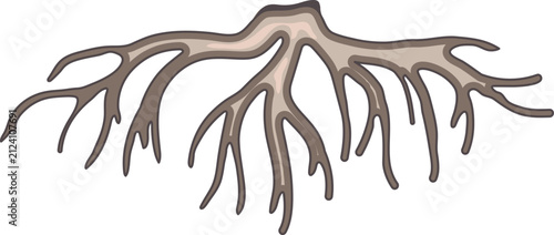 Root isolated on white background