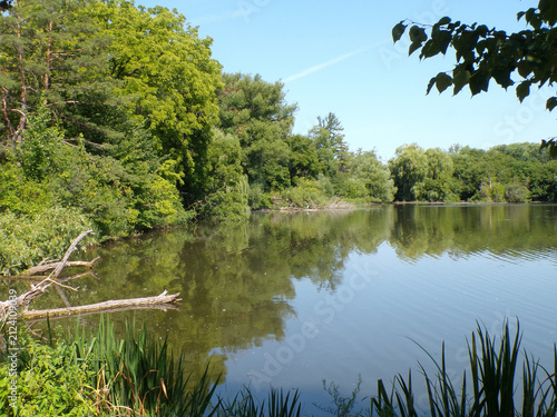 Summer landscape with trees and pond