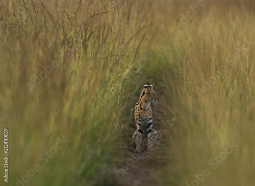 Canvas Print Serval in the bokeh of green grasses of Masai Mara, Kenya