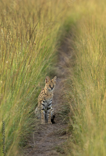 Quadro su tela Portrait of a Serval, wild Cat in the bokeh of green grasses of Masai Mara, Keny