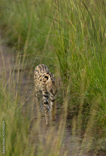 Photography Serval, wild Cat moving in the mid of green grasses of Masai Mara, Kenya