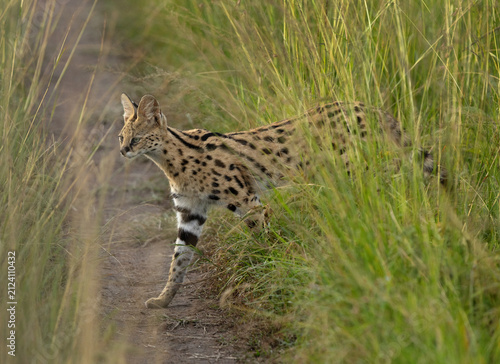 Quadro su tela Serval, wild Cat moving in tall grasses of Masai Mara, Kenya