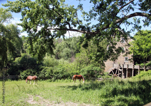 Two horses in the farm