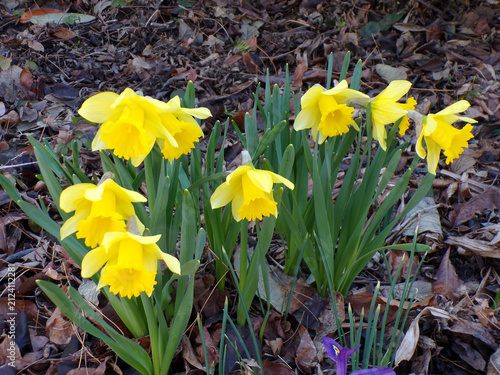 Yellow narcissuses on flower bed