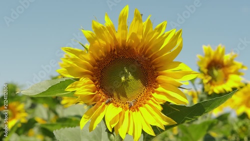sunflowers bloom in a sunny meadow, showcasing vibrant yellow and green hues with a bright and cheerfulm.