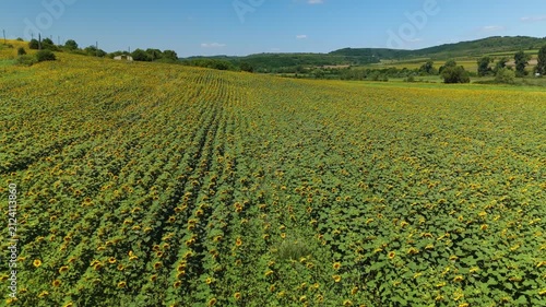 Wide sunflower field across rolling hills beneath clear blue sky, bright daylight over calm rural horizon