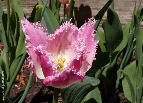 Pink tulips blooming on flower bed