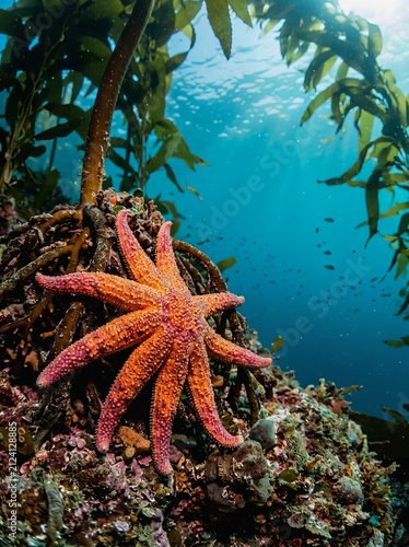Vibrant orange starfish rests on rocky seabed beneath swaying kelp forest in clear blue ocean water with sunlight filtering from above.