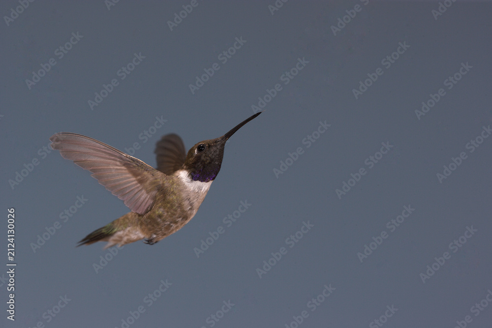 Fototapeta premium Black-chinned hummingbird in flight
