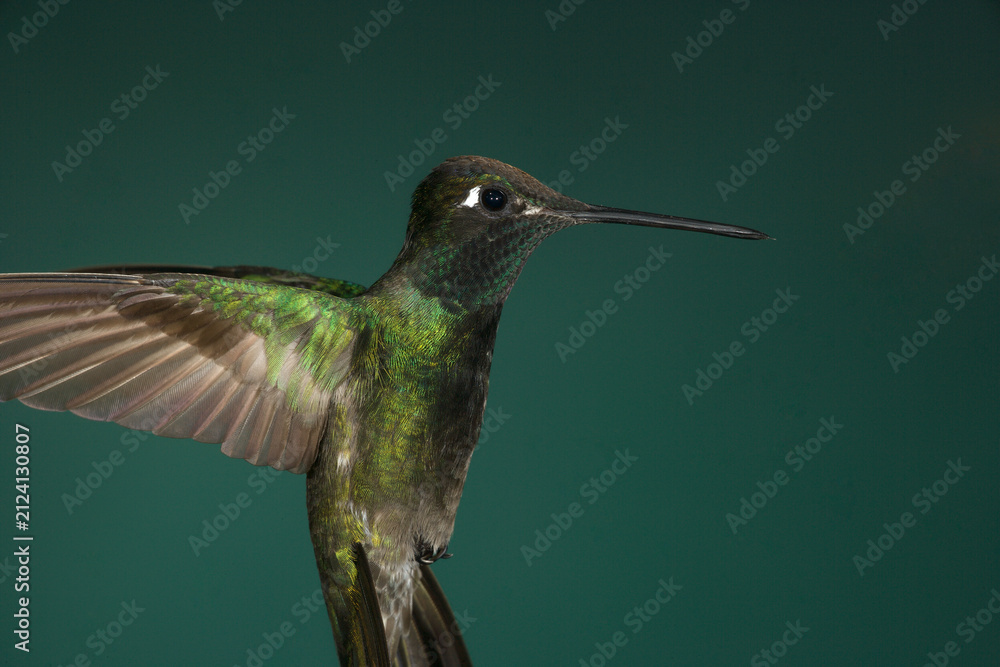 Fototapeta premium Rivoli's Hummingbird in flight