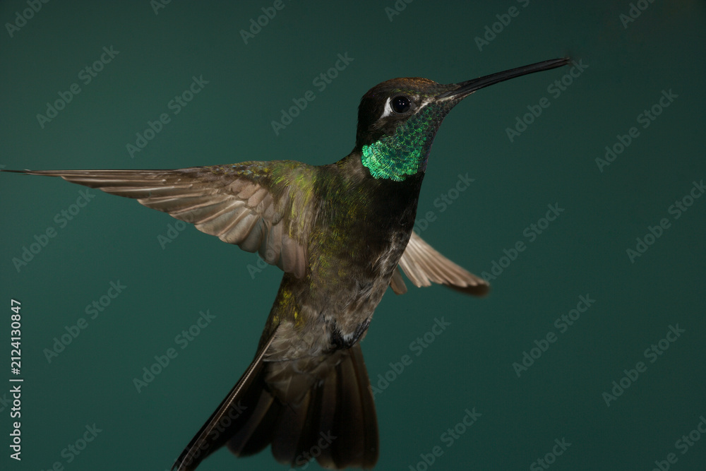Fototapeta premium Rivoli's Hummingbird in flight