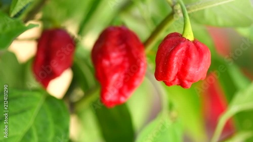 Red Trinidad Moruga Scorpion Pepper Chili growing in a garden, outdoor. One of the hottest peppers in the world, heat level 1,200,000 to 2,000,000 Scoville Heat Units (SHU) 