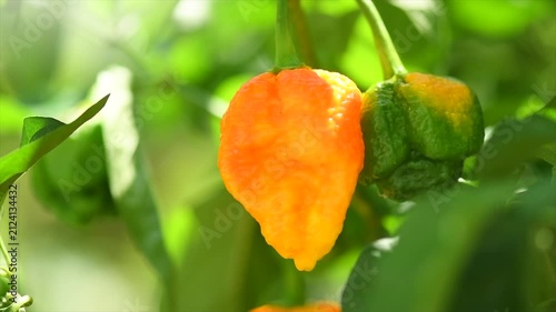 Yellow Trinidad Moruga Scorpion Pepper Chili growing in a garden, outdoor. One of the hottest peppers in the world, heat level 1,200,000 to 2,000,000 Scoville Heat Units (SHU) 