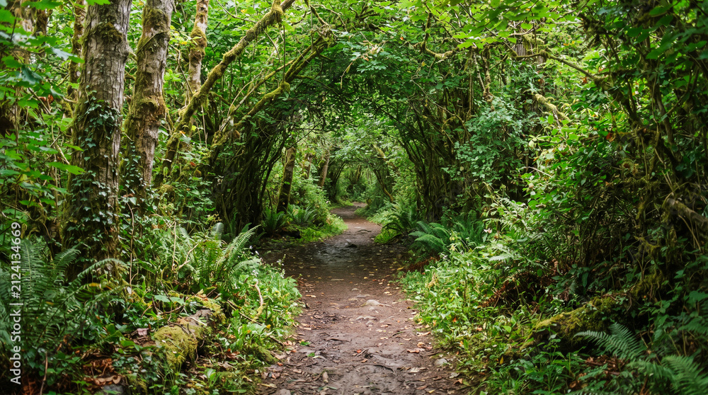 Obraz premium Sendero natural rodeado de frondosa vegetación que forma un túnel verde. Un rincón tranquilo y sombreado, ideal para caminar y disfrutar del bosque.