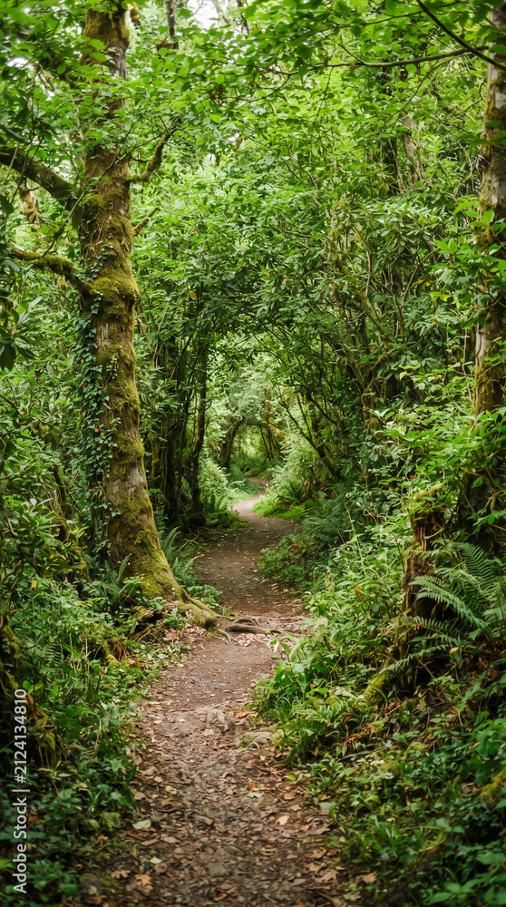 Fototapeta premium Sendero natural rodeado de frondosa vegetación que forma un túnel verde. Un rincón tranquilo y sombreado, ideal para caminar y disfrutar del bosque.