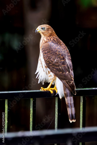 juvenile Red Tailed Hawk perched on a fence