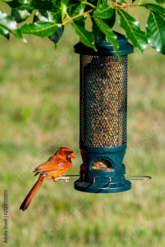 Northern Cardinal perched on a bird feeder