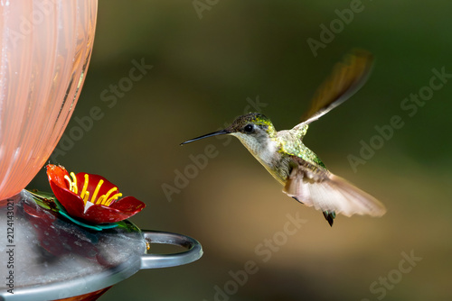 ruby throated hummingbird hovering at a feeder